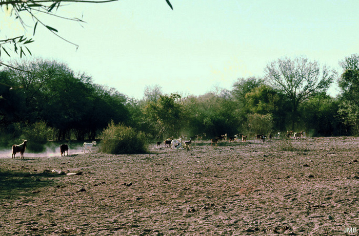 AÑO 1976 - COLOR - VIDA CAMPESINA EN PARAGUAY (JOSÉ MARÍA BLANCH)